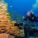 School of Yellow Snapper surrounding a female diver in South Miniloc, El Nidos best dive site.
