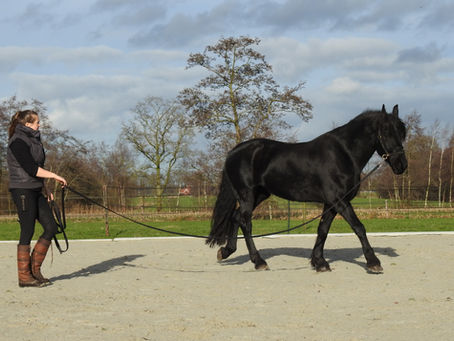 Waarom timing alles bepaalt in de opleiding van jonge paarden