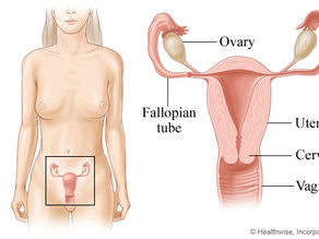 Female reproductive health