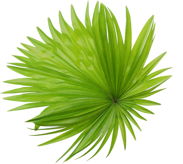 Tropical leaf image 1