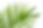 Palm leaf 4