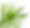 Palm leaf image 1