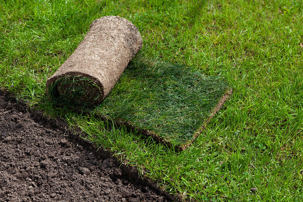 Rouleau de gazon ou d'herbe à gazon
