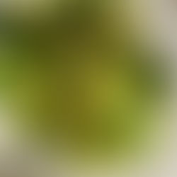 ブロッコリーと生きる