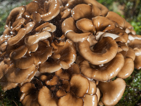 Pilze im Garten züchten: So geht's!
