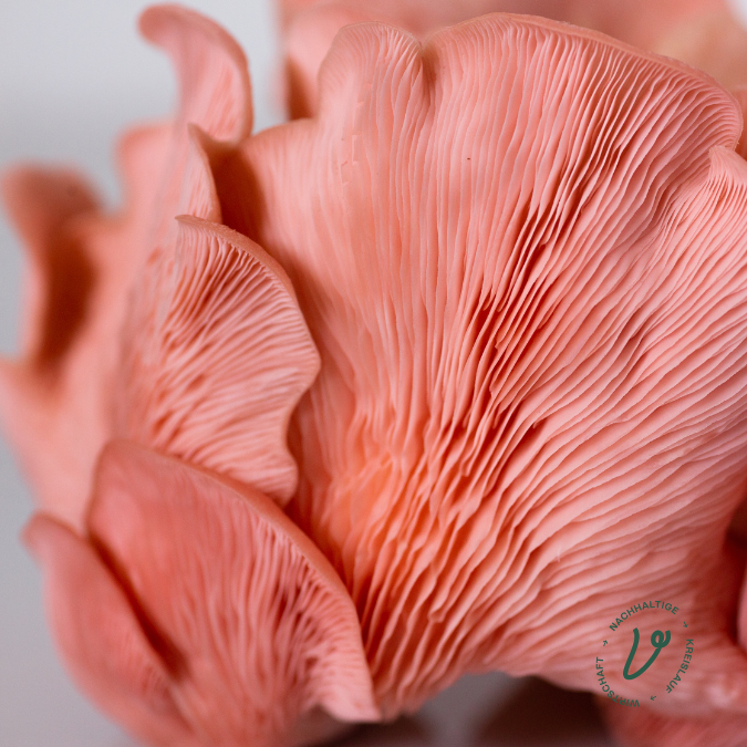 Selbst gezüchtete Rosenseitlinge.