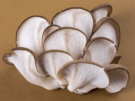 Entdecke die Welt des Austernseitling (Pleurotus ostreatus)