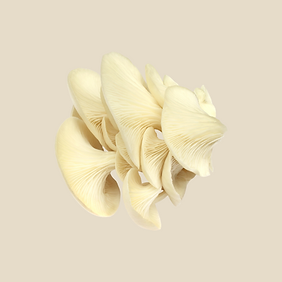vungi_limonenseitling.png