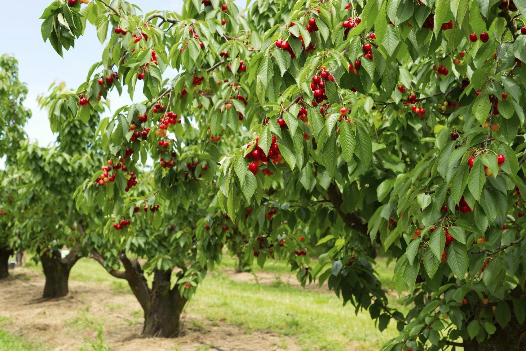 cherry-trees.webp