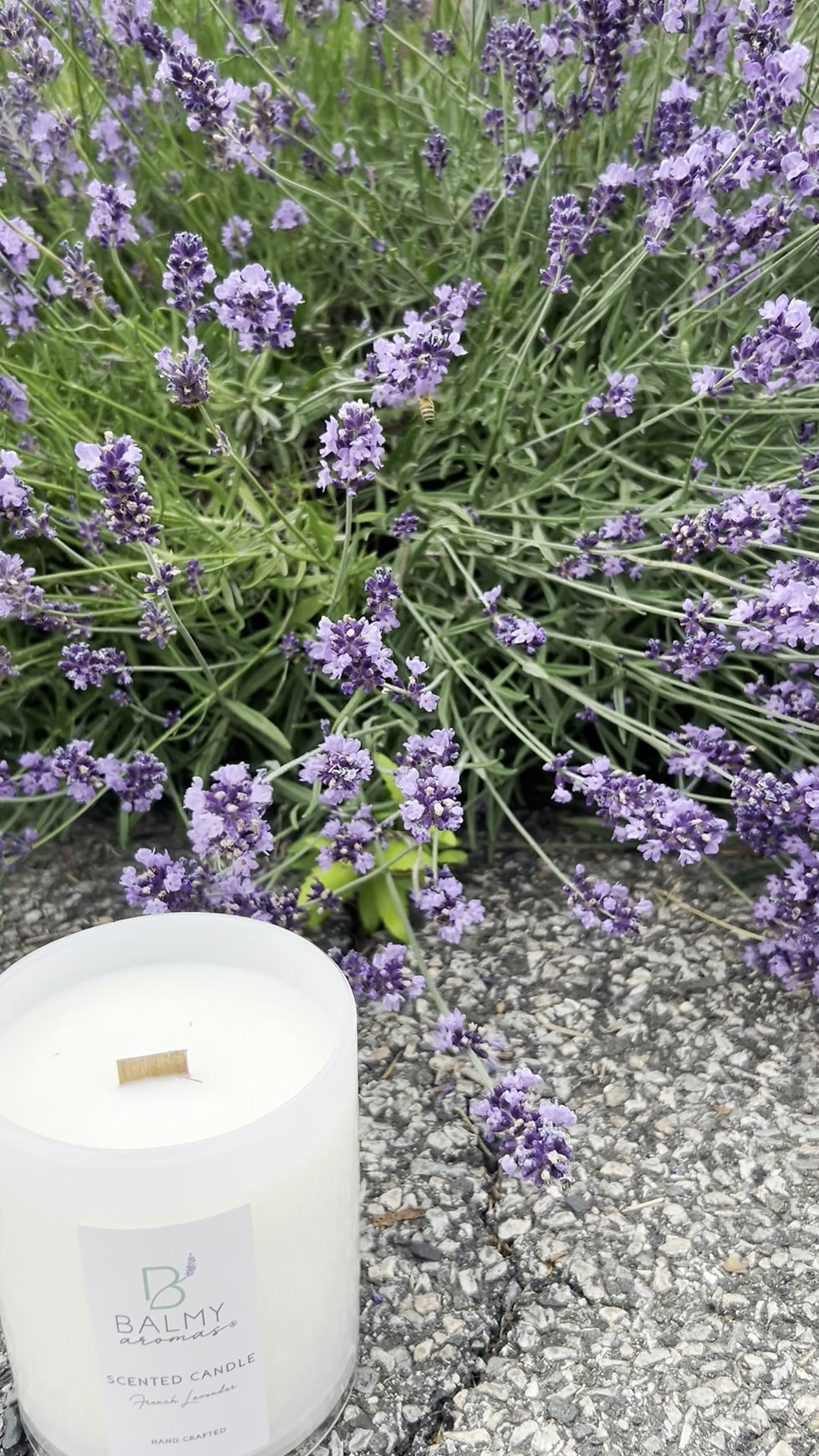 Thumbnail: French Lavender 