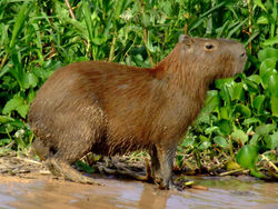 Capivara