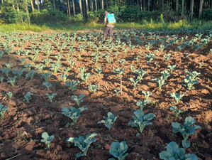 REBORN FARM UPDATES