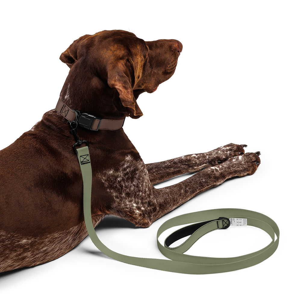 Thumbnail: Pet Leash by Agatha - Finch