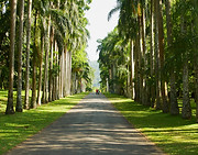 istockphoto-1146891184-612x612.jpg Royaal Botanical Garden In Kandy - Fascinating Highlands tour