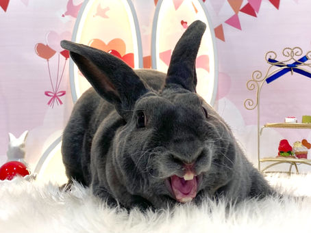 2月13日(日)ご来店のうさちゃん