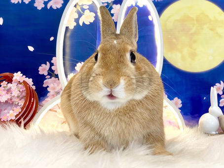 4月20日(水)ご来店のうさちゃん