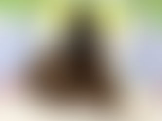 6月4日(土)ご来店のうさちゃん