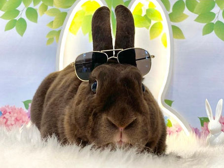 6月4日(土)ご来店のうさちゃん