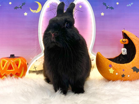 10月30日(日)ご来店のうさちゃん