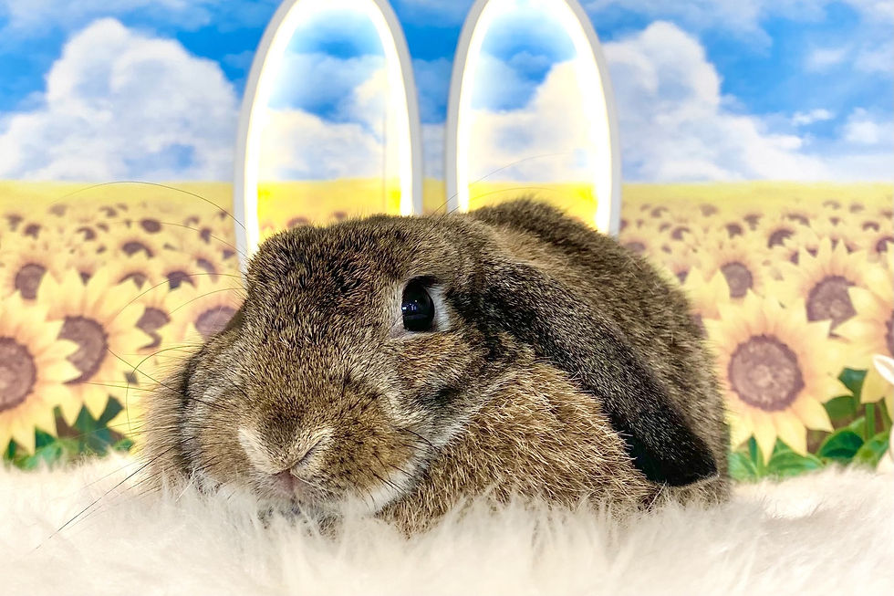 ree