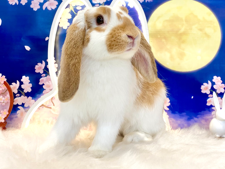 4月28日(木)ご来店のうさちゃん