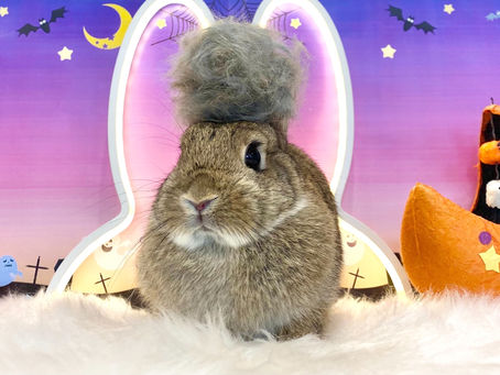 10月10日(月)ご来店のうさちゃん