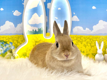 3月12日(土)ご来店のうさちゃん