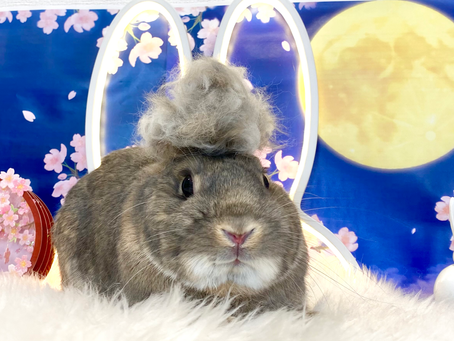 4月24日(日)ご来店のうさちゃん