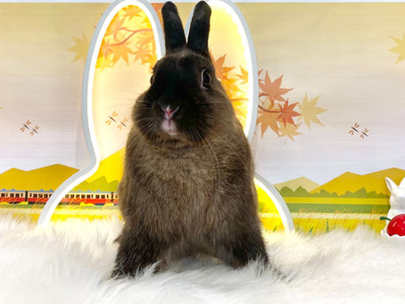 9月5日(月)ご来店のうさちゃん