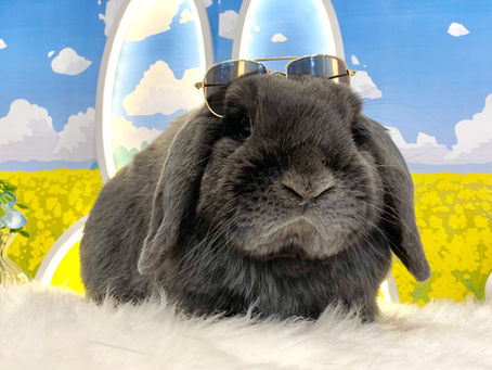 3月13日(日)ご来店のうさちゃん