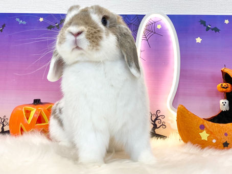 10月21日(金)ご来店のうさちゃん