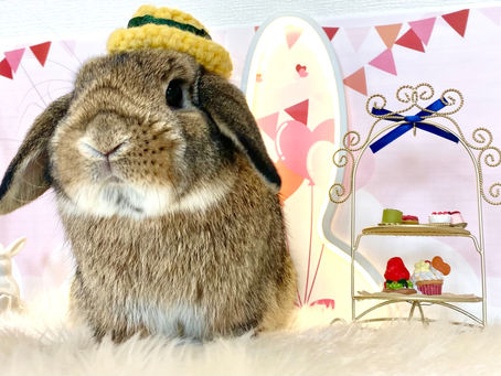 2月12日(土)ご来店のうさちゃん