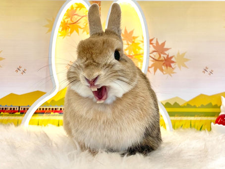 9月24日(土)ご来店のうさちゃん