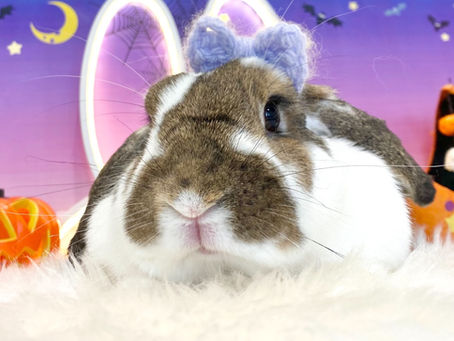 10月1日(土)ご来店のうさちゃん