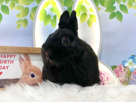 6月11日(土)ご来店のうさちゃん