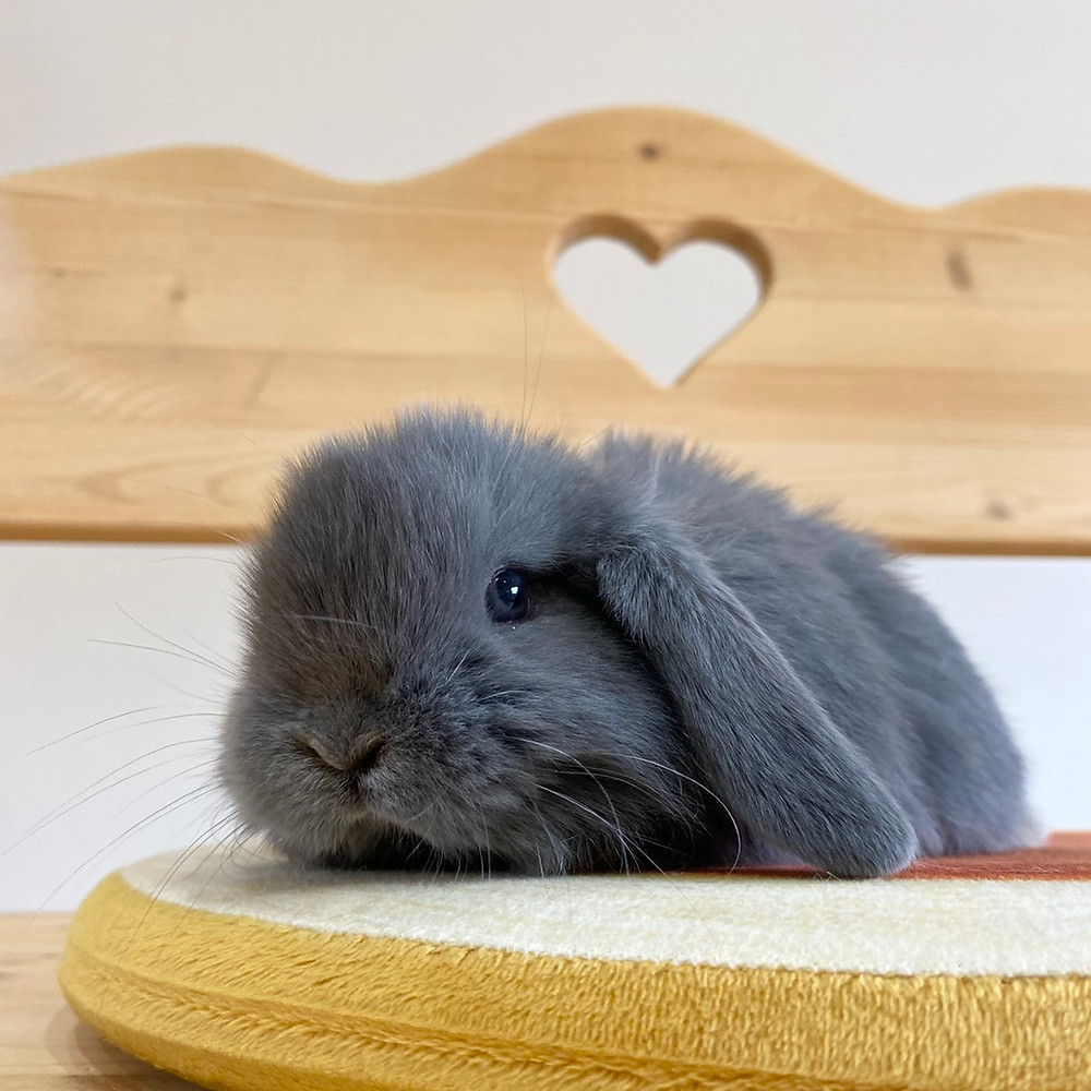 ブルートートちゃんのご家族が決まりました ブルートートちゃんのご家族が決まりました