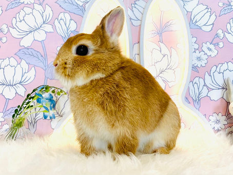 まろんくん＆ころんくん