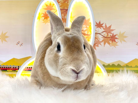 9月17日(土)ご来店のうさちゃん