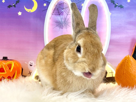 10月3日(月)ご来店のうさちゃん