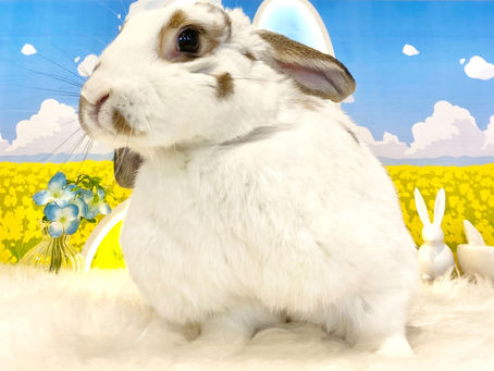 3月16日(水)ご来店のうさちゃん