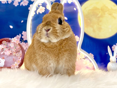 4月22日(金)ご来店のうさちゃん