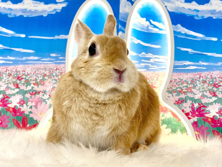 11月5日(土)ご来店のうさちゃん