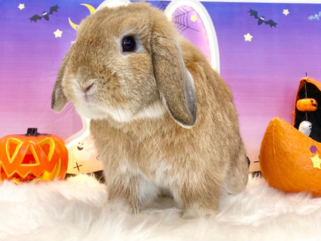 10月13日(木)ご来店のうさちゃん