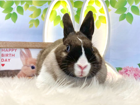 6月27日(月)ご来店のうさちゃん