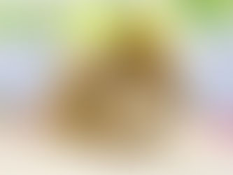 6月13日(月)ご来店のうさちゃん