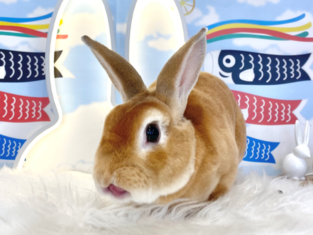 5月5日(木)ご来店のうさちゃん