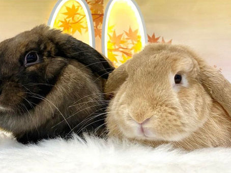 9月19日(月)ご来店のうさちゃん