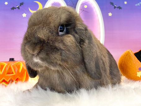 10月29日(土)ご来店のうさちゃん