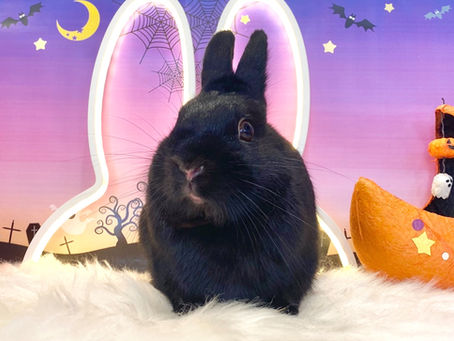 10月15日(土)ご来店のうさちゃん