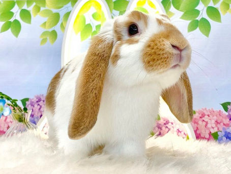 6月10日(金)ご来店のうさちゃん